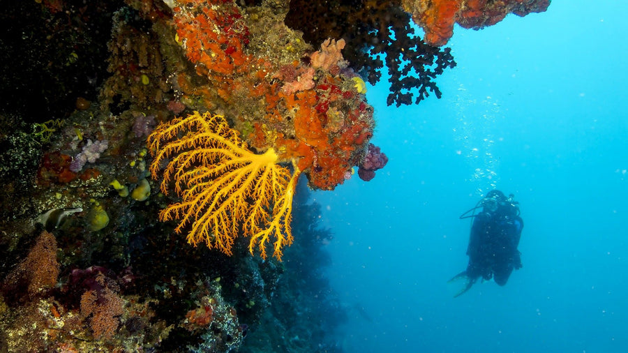 Diving Scuba