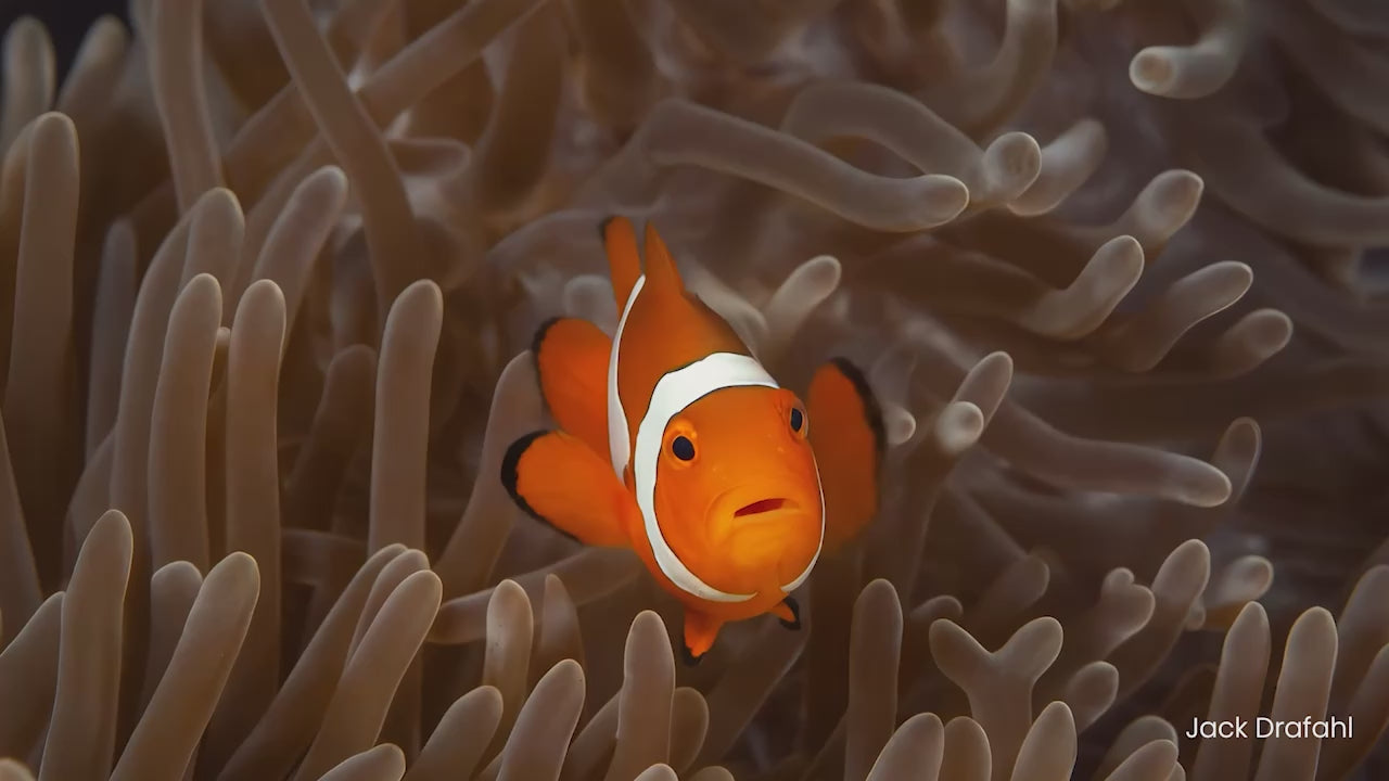 Load video: Mozaik Underwater Cameras